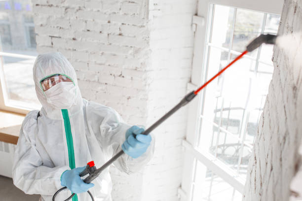 Reliable Williamson, WV Mold Remediation Solutions